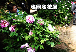 “名园名花展”在京开幕