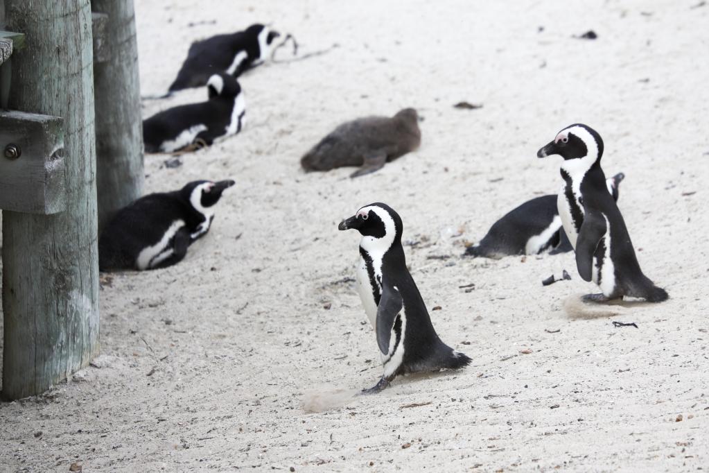 南非：沙滩上的非洲企鹅