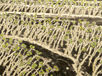 大道自然--梁如洁中国画展