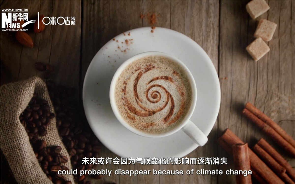你手边这一杯提神的咖啡，未来或许会因为气候变化的影响而逐渐消失