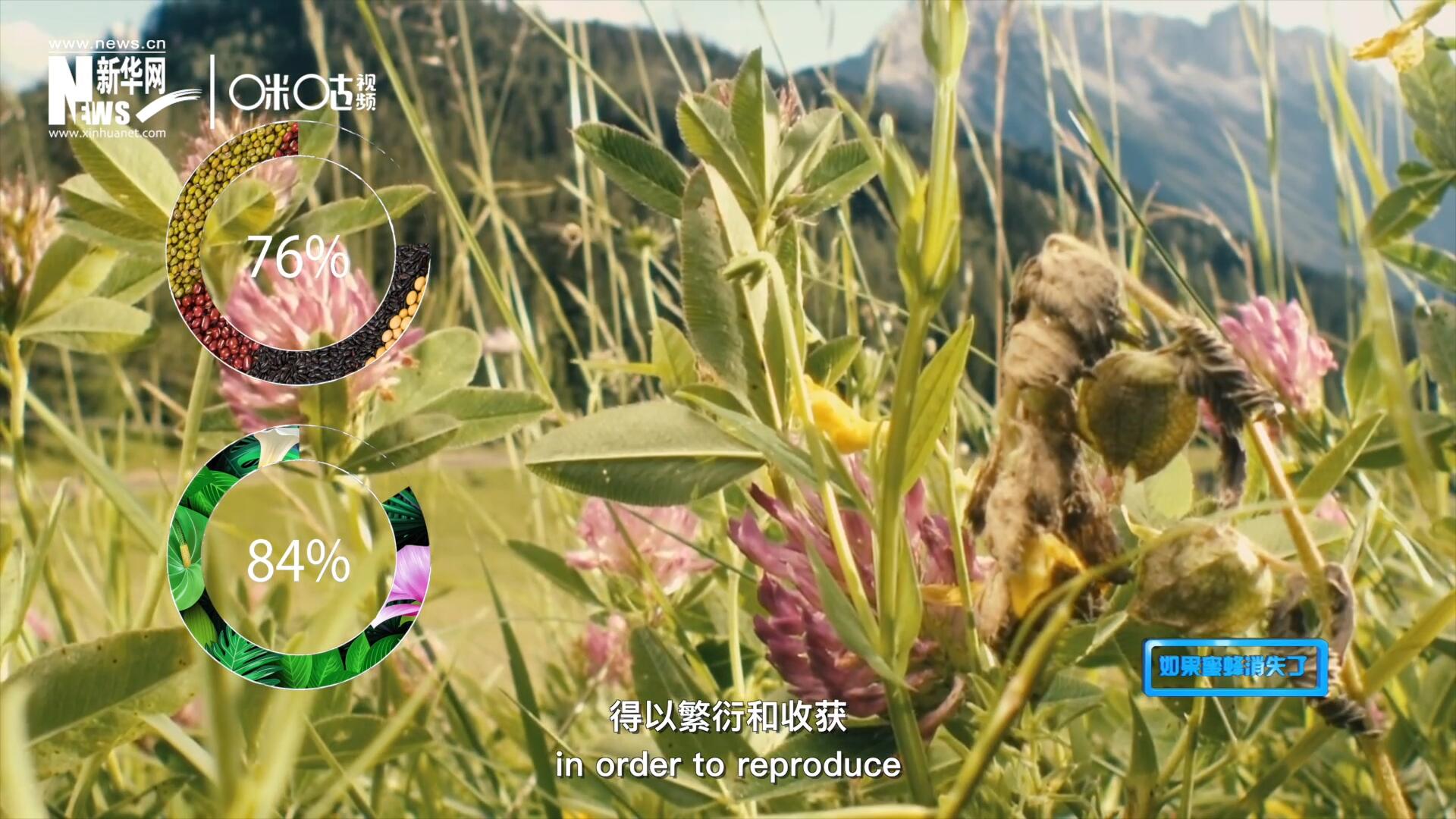 世界上百分之七十六的粮食作物和百分之八十四的植物，通过蜜蜂传授花粉得以繁衍和收获