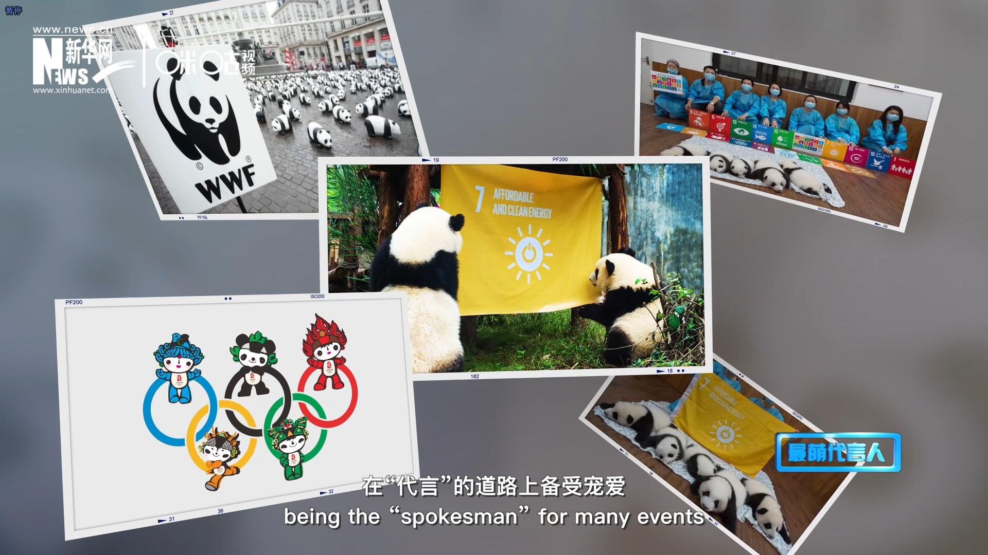 大熊猫在世界各地圈粉无数，在“代言”的道路上备受宠爱。