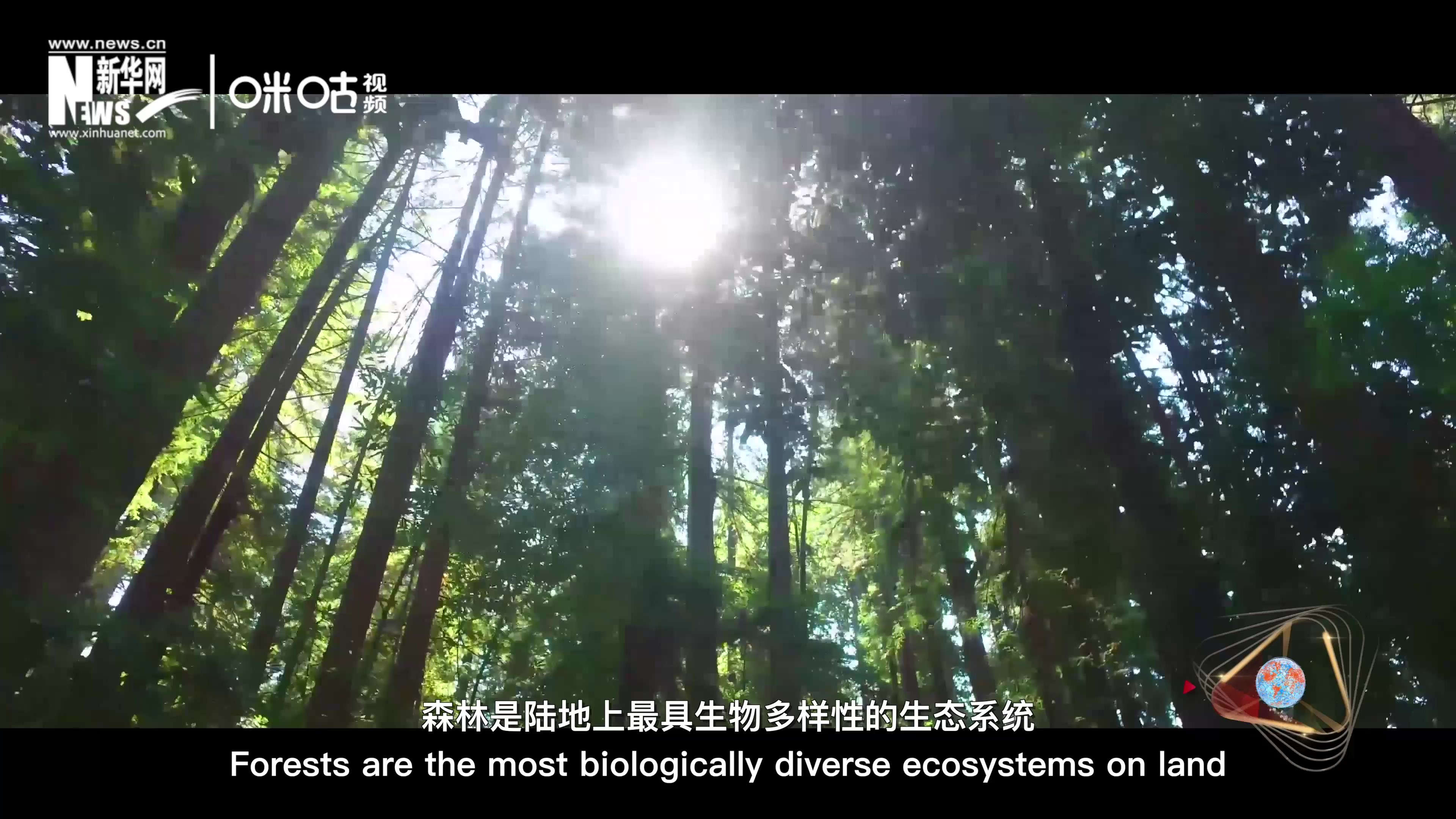 森林是陸地上最具生物多樣性的生態係統