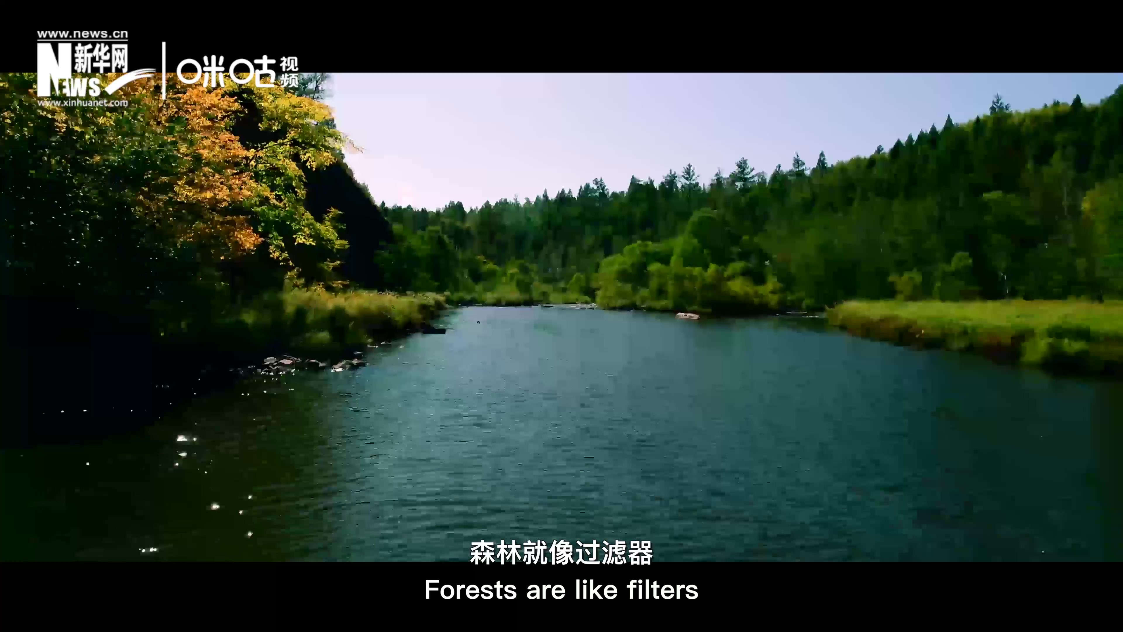 森林為我們提供對生命至關重要的清潔水源