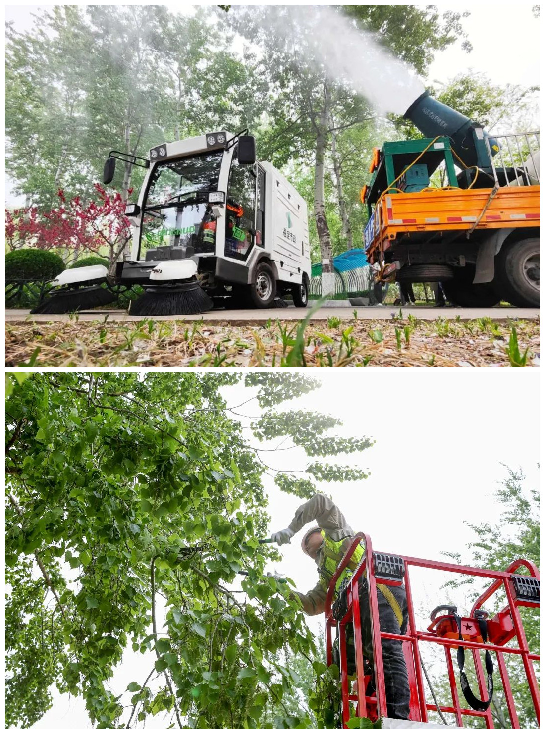 ▲北京市治理飞絮 图片来源：北京发布