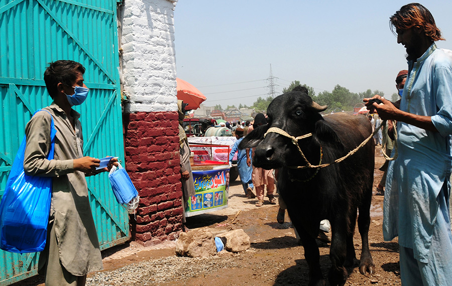 استعدادات عيد الأضحى في بيشاور بباكستان