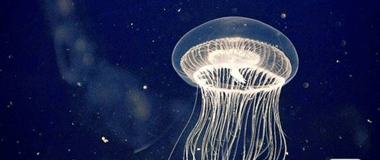 5人下海游泳先后意外身亡 原因竟是它！