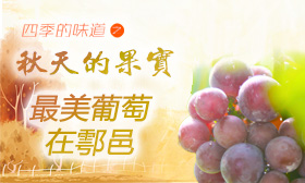 醉美葡萄在鄠邑