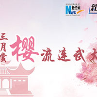 三月赏樱，流连武大