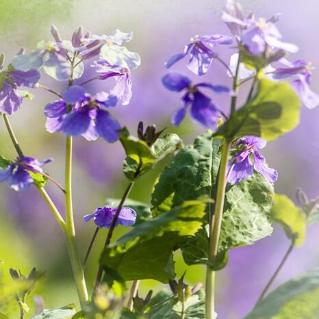 草熏風暖 最美“和平紫”