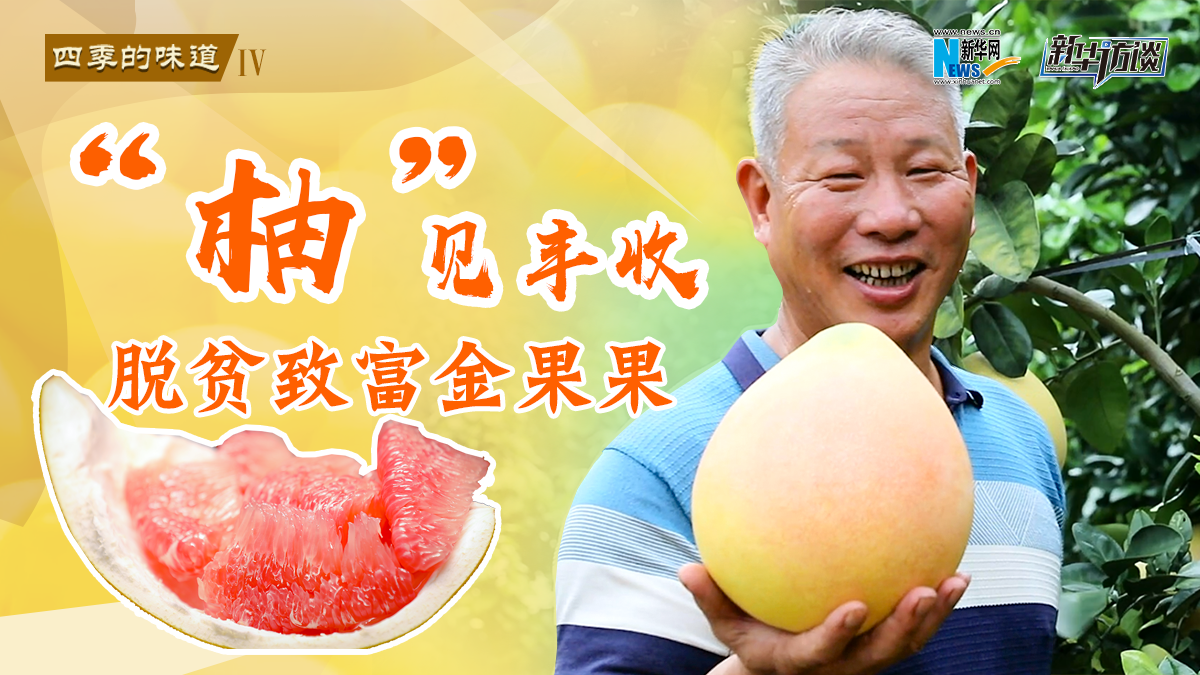 &ldquo;柚&rdquo;见丰收&nbsp;脱贫致富金果果