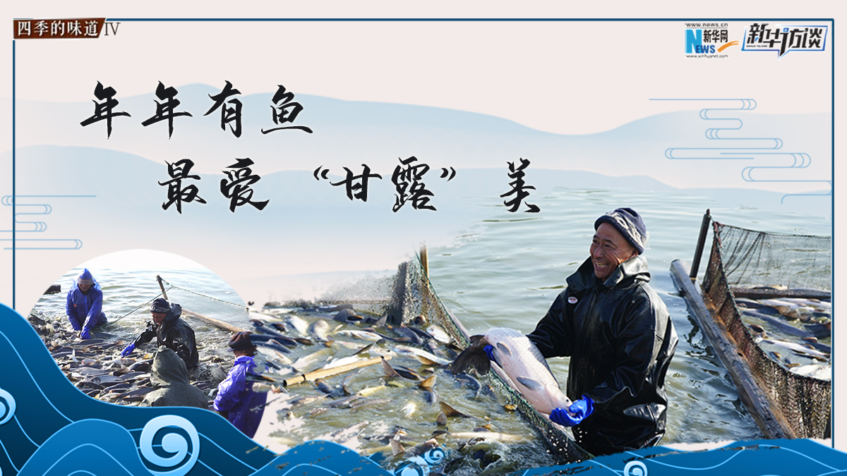 年年有鱼 最爱“甘露”美