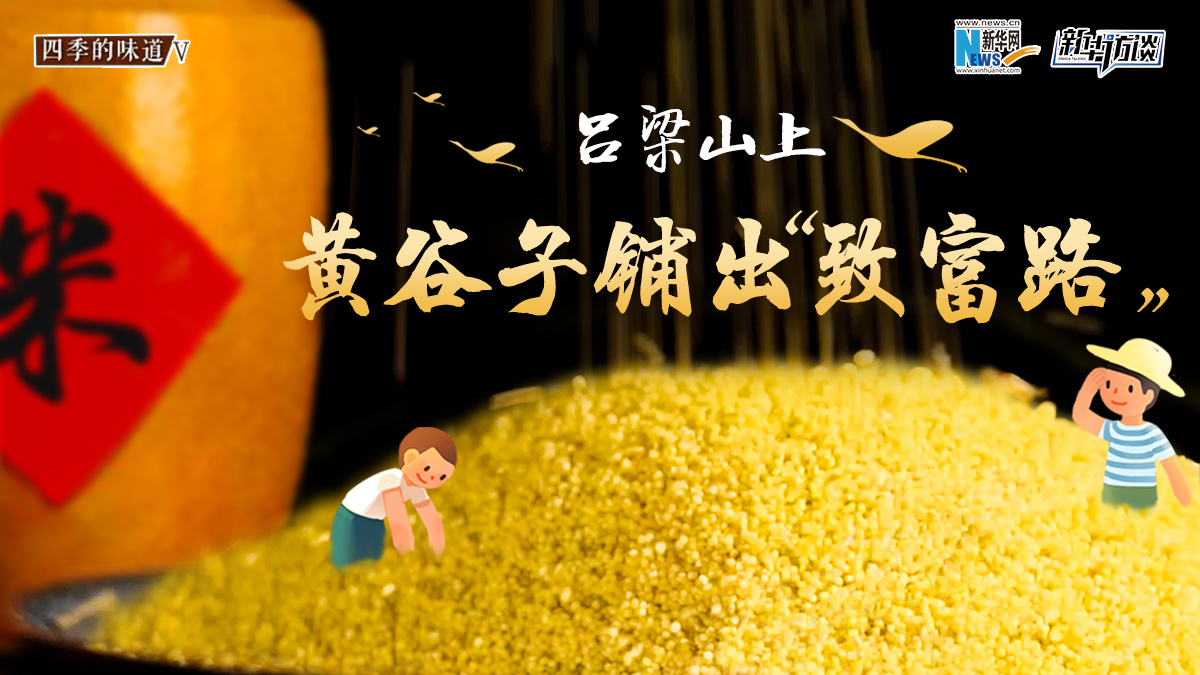 吕梁山上，黄谷子铺出&ldquo;致富路&rdquo;