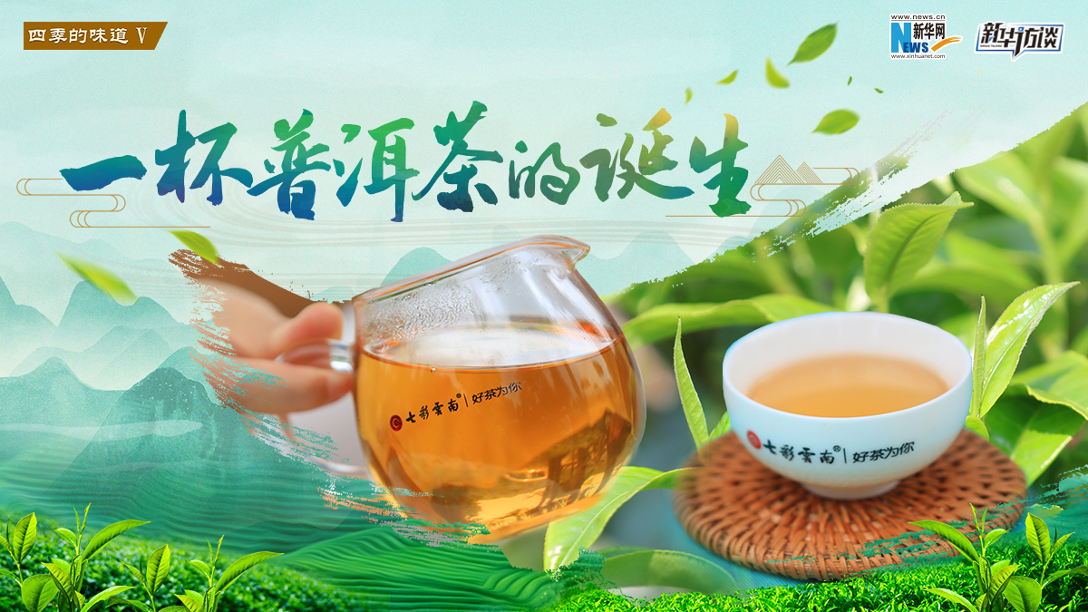 一杯普洱茶的诞生