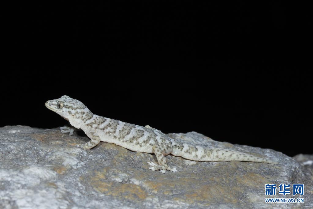 科研|中国科学家在横断山区发现分布海拔最高的壁虎新种