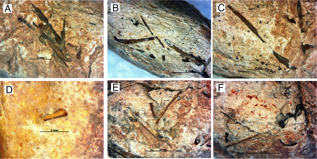 科研：1.3亿年前这些鱼吃了啥？科学家CT了它们的便便
