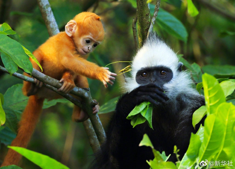 我国首次获得白头叶猴全基因组序列 含有22对染色体