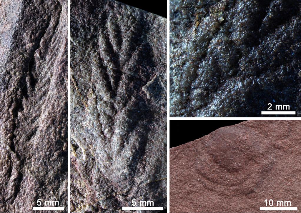研究：5.5亿年前，柴达木盆地和华北曾是“近邻”?