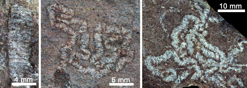 研究：5.5亿年前，柴达木盆地和华北曾是“近邻”?