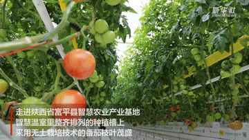 新华全媒+｜番茄立体栽培 来看智慧温室里的“黑科技”