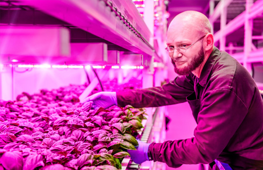 农业照明：飞利浦与GSF携手室内农业