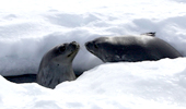 海豹母子在冰縫中露出頭