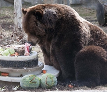 动物园灰熊兄弟迎来20岁生日