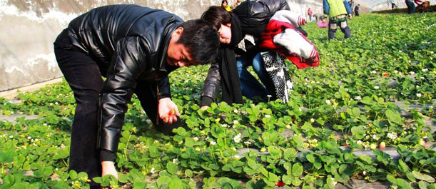 &ldquo;致癌说&rdquo;重创草莓市场 谣言可以走多远