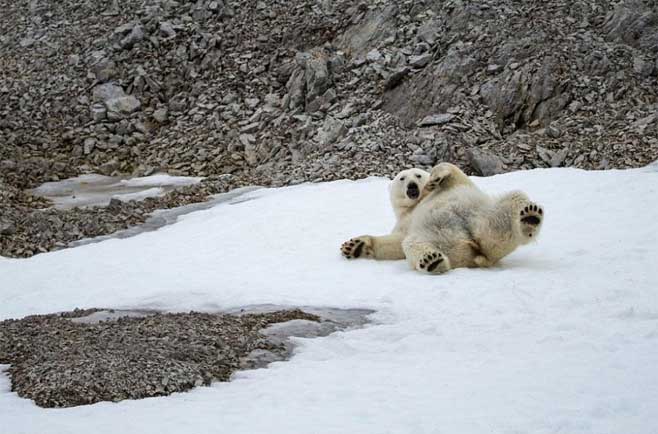 北极镜头：冰山陡峭动物撒泼卖萌