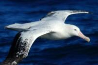 认识南极海鸟：飞翔的南极精灵们