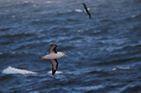 南极萌物汇：飞翔的南极精灵们(下)
