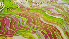 廣西侗鄉三江梯田如彩虹鋪山間