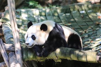 大熊猫“贝贝”过生日
