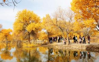 金秋十月 甘肅戈壁胡楊林披&ldquo;金裝&rdquo;