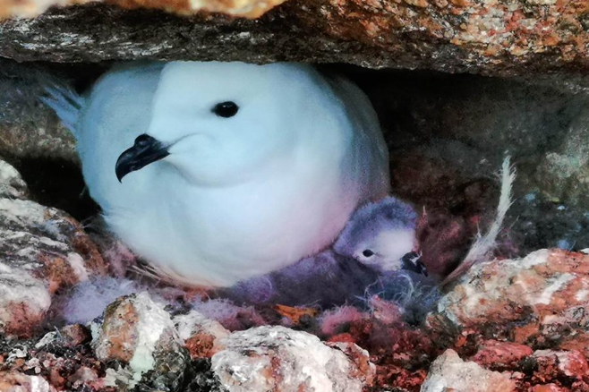 中国首次利用红外相机自动监测南极雪海燕