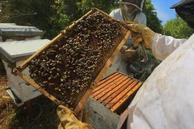 加沙養蜂人