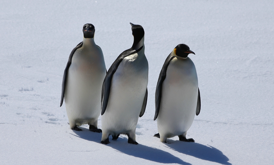 &ldquo;雪龙2&rdquo;号的&ldquo;好奇来客&rdquo;