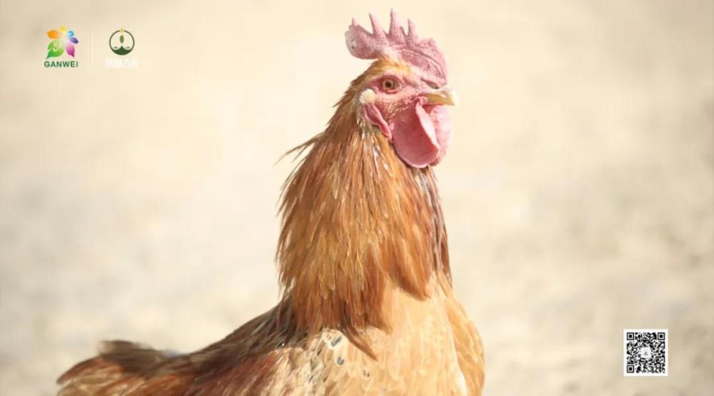 【甘味故事】八步沙溜达鸡&mdash;&mdash;沙漠中的&ldquo;战斗鸡&rdquo;