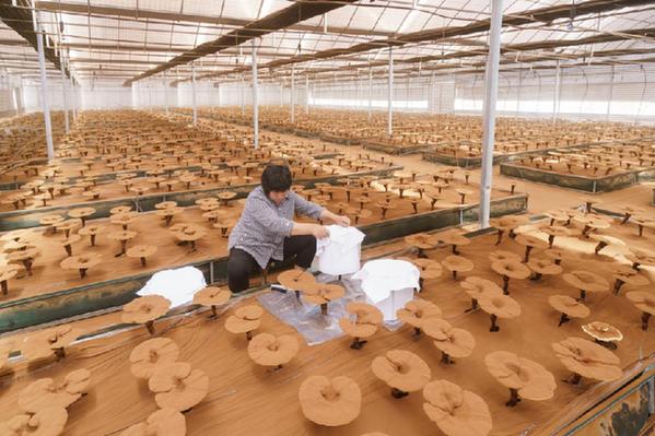 探秘灵芝仙谷 品介国药养生：走进浙江寿仙谷药业