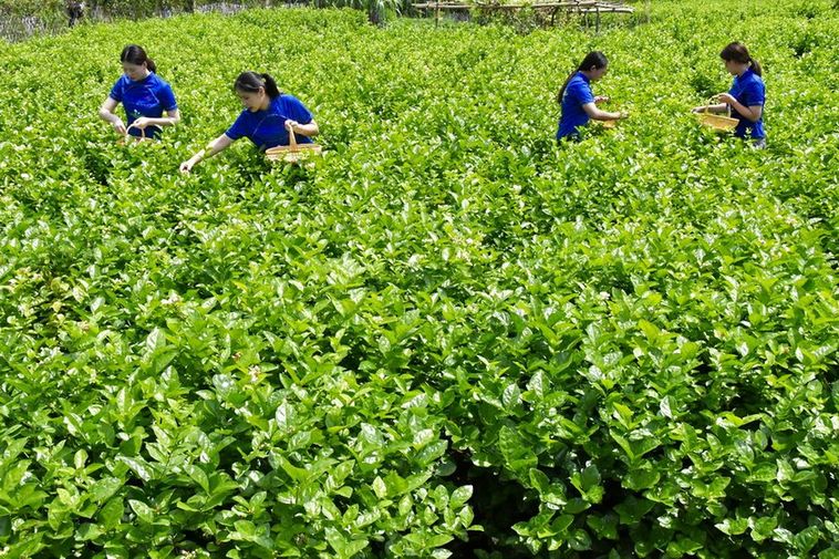 传统的福州茉莉花茶借力电商香飘世界