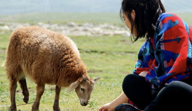 &ldquo;羊三代&rdquo;的颠覆和创新