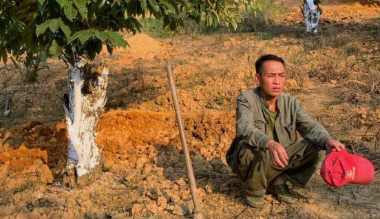 小板栗做出扶贫大文章