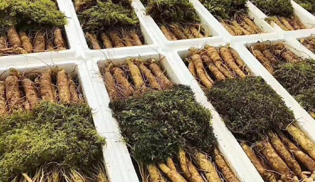 人参也能9块9包邮 你信么？