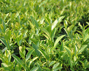 中茶公司与农科院茶叶研究所签订战略合作协议共同加快科企融合发展