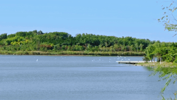 山东马踏湖治理:水清了 人富了