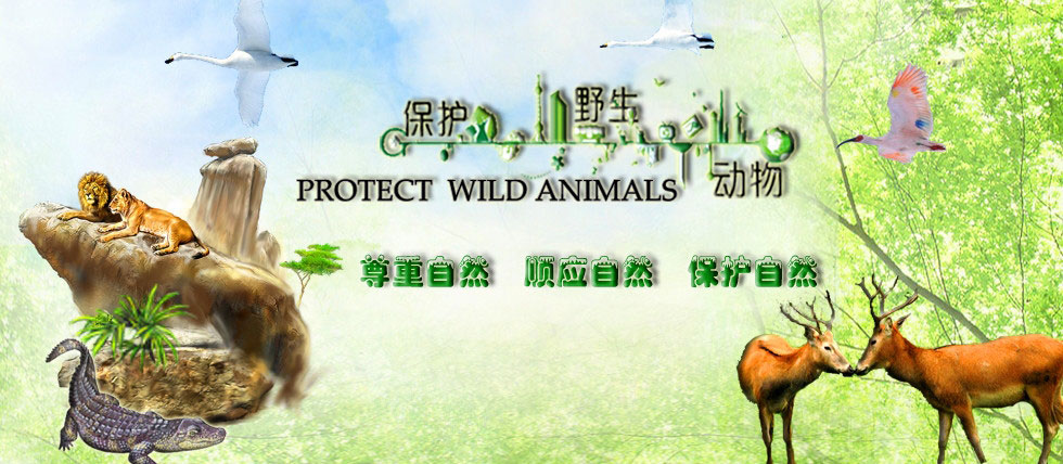 保护野生动物专栏