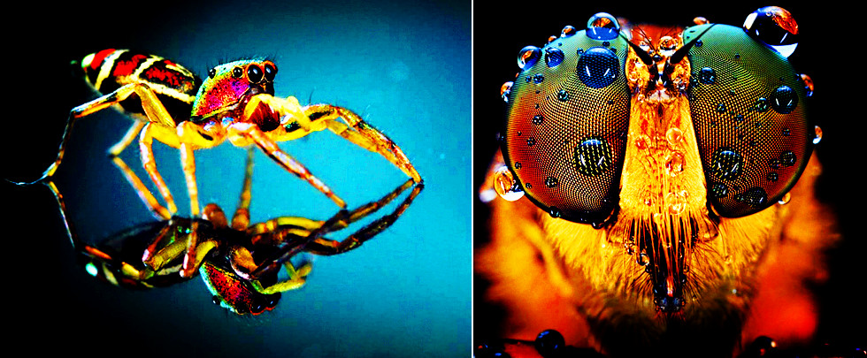 惊艳！动物微距摄影令人叹为观止(组图)