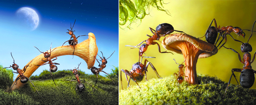 梦幻！微观镜头记录蚂蚁王国神奇世界(组图)