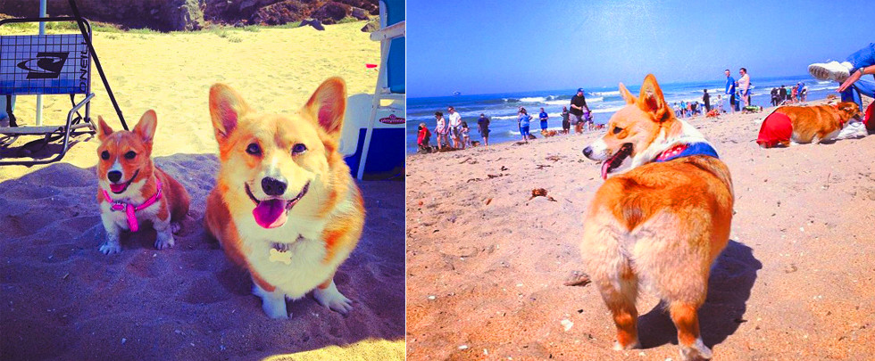 狗狗也娱乐！威尔士矮脚狗阳光沙滩派对(组图)