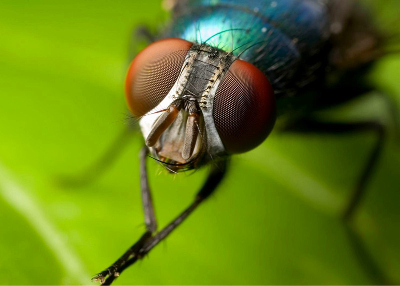 科普：果蝇研究为何长盛不衰